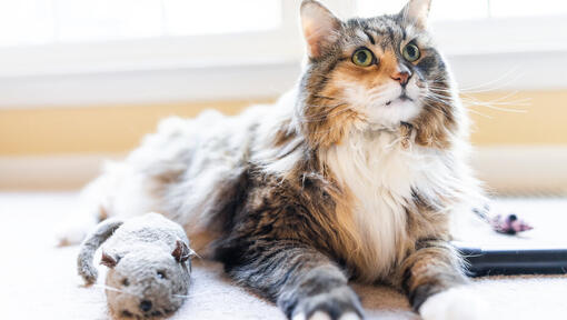 Cat toys for old cats hot sale